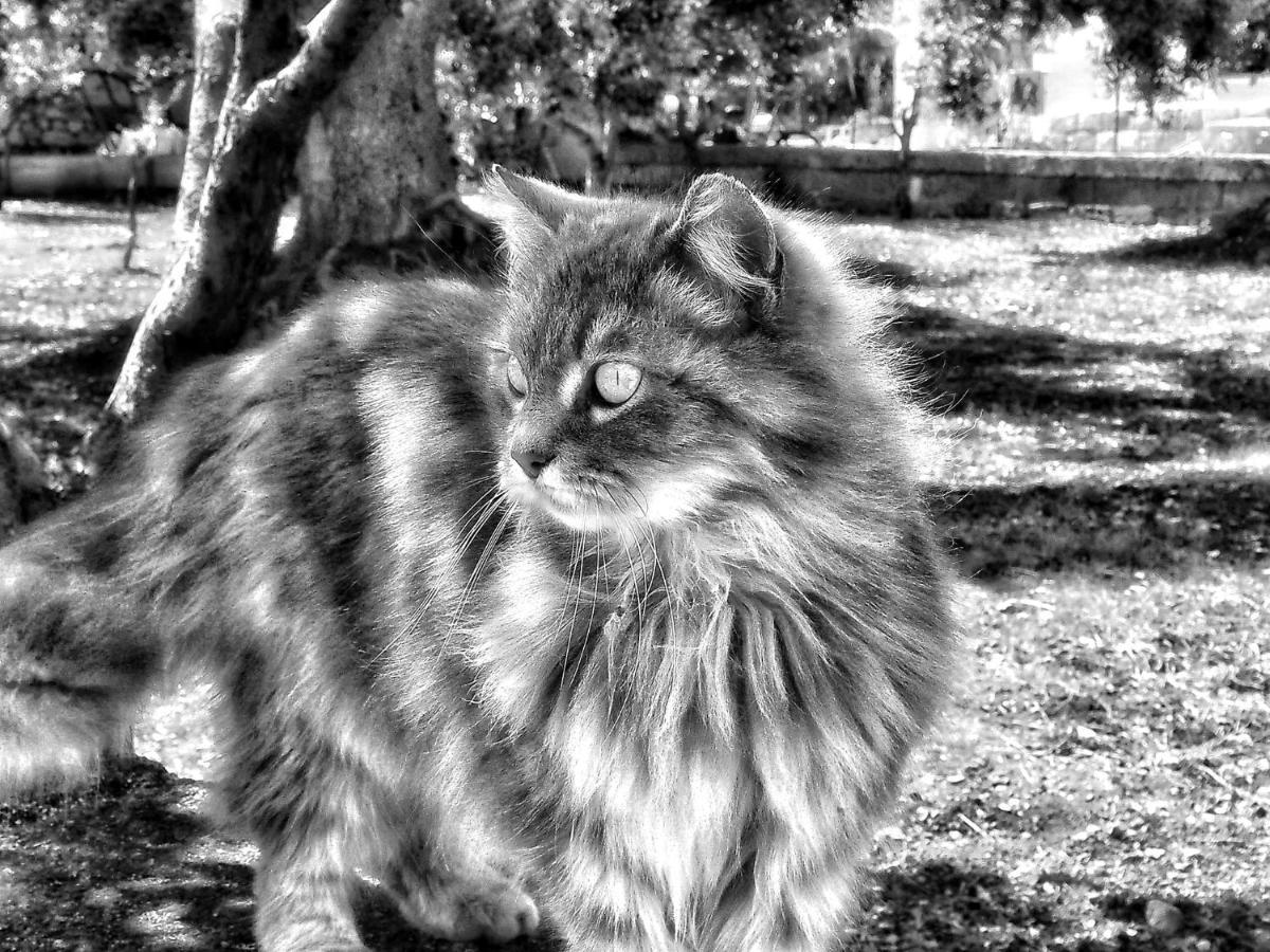 La Cummersa Del Gatto Локоротондо Экстерьер фото